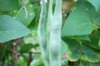 Runner beans - Streamline