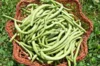 Common beans - Contender