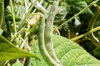 Common beans - Pelandron