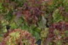 Lettuces - Rouge Grenobloise