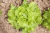 Lettuces - Long Standing Batavian