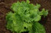 Lettuces - Long Standing Batavian