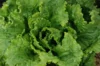 Lettuces - Chou de Naples