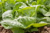 Lettuces - Bon Jardinier