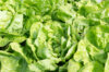Lettuces - Anuenue