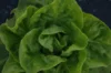 Lettuces - Gloire de Nantes