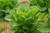 Lettuce Asparagus - Balady Aswan