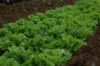 Lettuces - Reine de Juillet