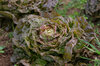 Lettuces - Speckled Amish Butterhead