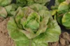 Lettuces - Brune Percheronne