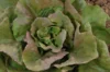 Lettuces - Brune Percheronne