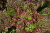 Lettuces - Rossa Di Trento