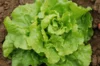 Lettuces - Blonde de Berlaimont