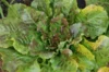 Lettuces - Brune de Gascogne