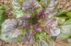 Lettuces - Brune de Gascogne