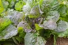 Lettuces - Brune de Gascogne