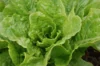 Lettuces - Blonde Maraichère