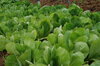 Lettuces - Chicon des Charentes