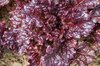 Lettuces - Hyper Red Rumpled Waved