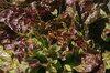 Lettuces - Bronze Mignonnette