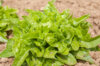 Lettuces - Lattughino Verde
