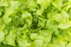 Lettuces - Salad Bowl Green