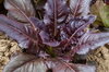 Lettuces - Really Red Deer Tongue