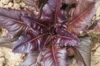 Lettuces - Really Red Deer Tongue