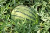 Watermelons - Early Moon Beam