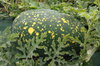 Watermelons - Yellow Fleshed Moon-Stars