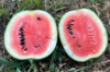 Watermelons - Lune-Étoiles Long Milky Way