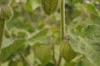 Physalis - Cape gooseberry