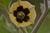 Physalis - Cape gooseberry