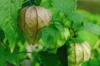 Physalis - Toma Verde