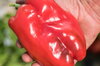 Peppers - Quadrato d'Asti Rosso