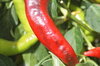 Peppers - Kolasca