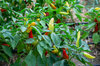 Peppers - Hungarian Hot Wax