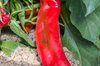 Peppers - New-Mexico Joe Parker