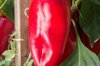 Peppers - New-Mexico Joe Parker