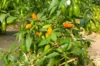 Peppers - Tabasco Short Yellow