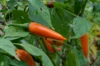 Peppers - Bulgarian Carrot