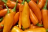 Peppers - Bulgarian Carrot