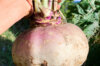 Turnips - Red Top Norfolk