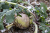 Turnips - Gilfeather