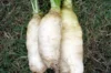 Turnips - Vertus Marteau/Jersey