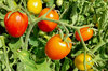 Cherry tomatoes - Early Cherry