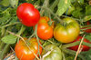 Tomatoes - Odessa