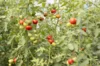 Tomatoes - Sasha Altai