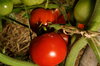 Tomatoes - Imur Prior Beta