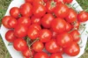 Cherry tomatoes - Washington Cherry